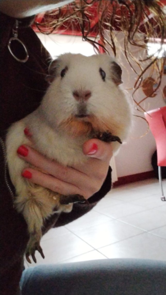 Tamara En Laurens, pet sitter in Zwolle, photo 2