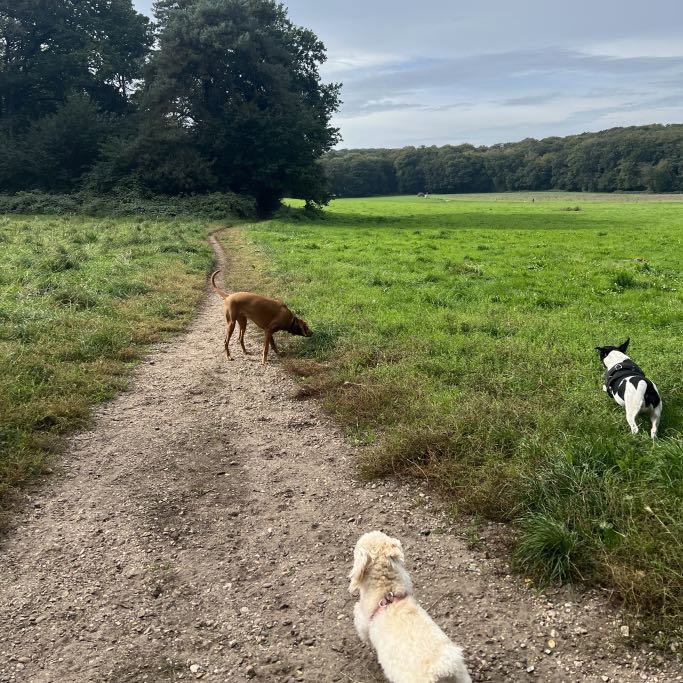 shar, pet sitter in Helmond, photo 4