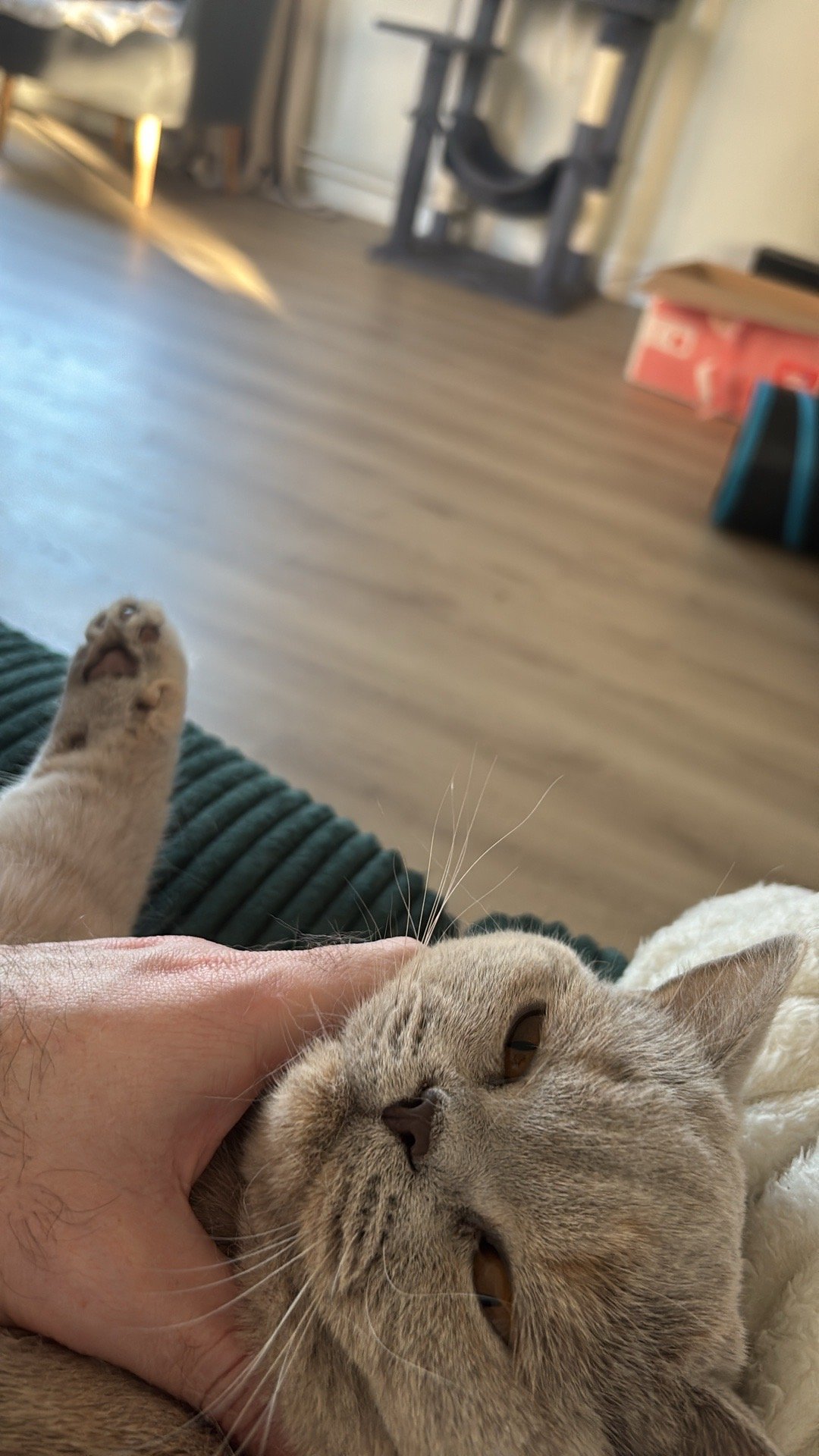 Daniel, pet sitter in Amsterdam, photo 5