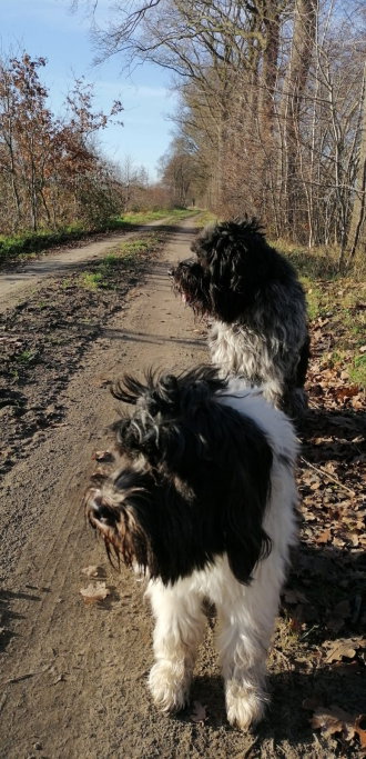 Floris, Tiersitter in Berlin, Foto 2