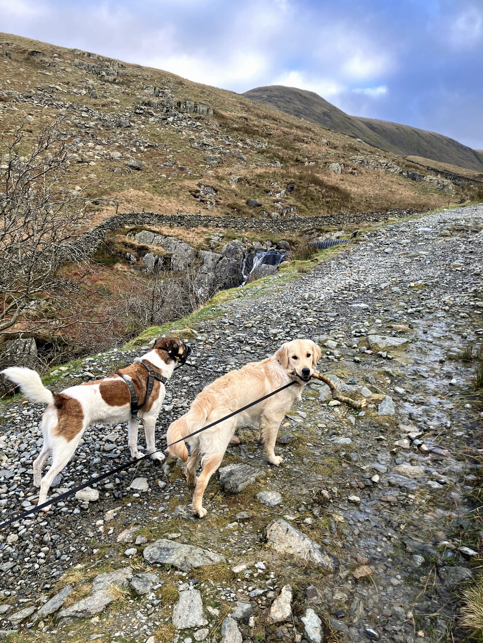 Hoi-yin, pet sitter in Nootdorp, photo 1