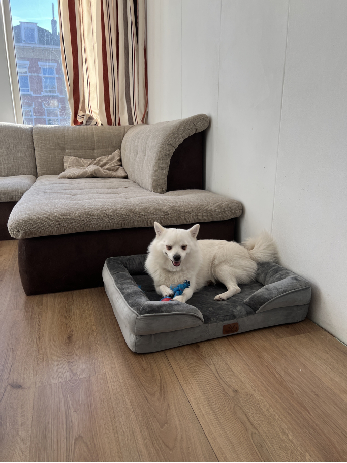 Gabriela, pet sitter in Rotterdam, photo 2