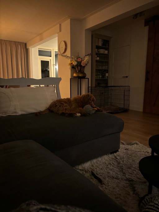 Kelly, pet sitter in Kortenhoef, photo 4