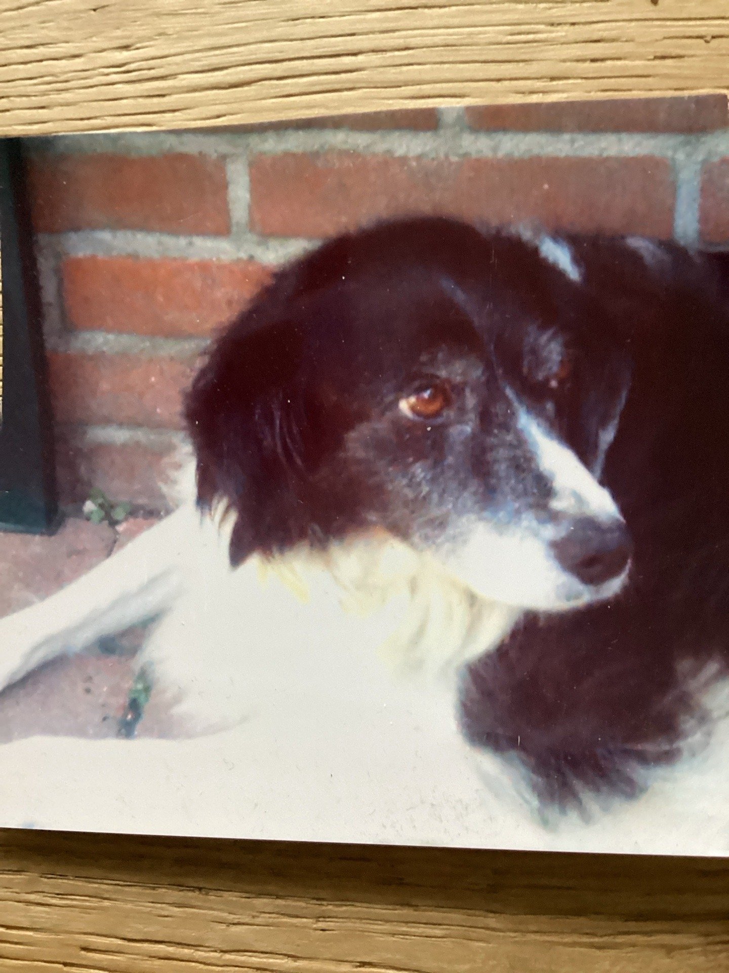 Alanda, pet sitter in Kaatsheuvel, photo 3
