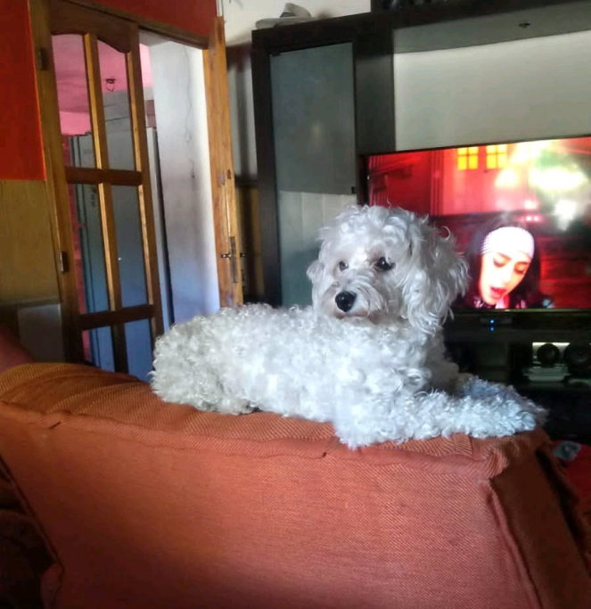 Rocio, pet sitter in 's-Gravenhage, photo 1