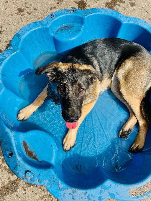 Marlies, pet sitter in Hoorn, photo 4