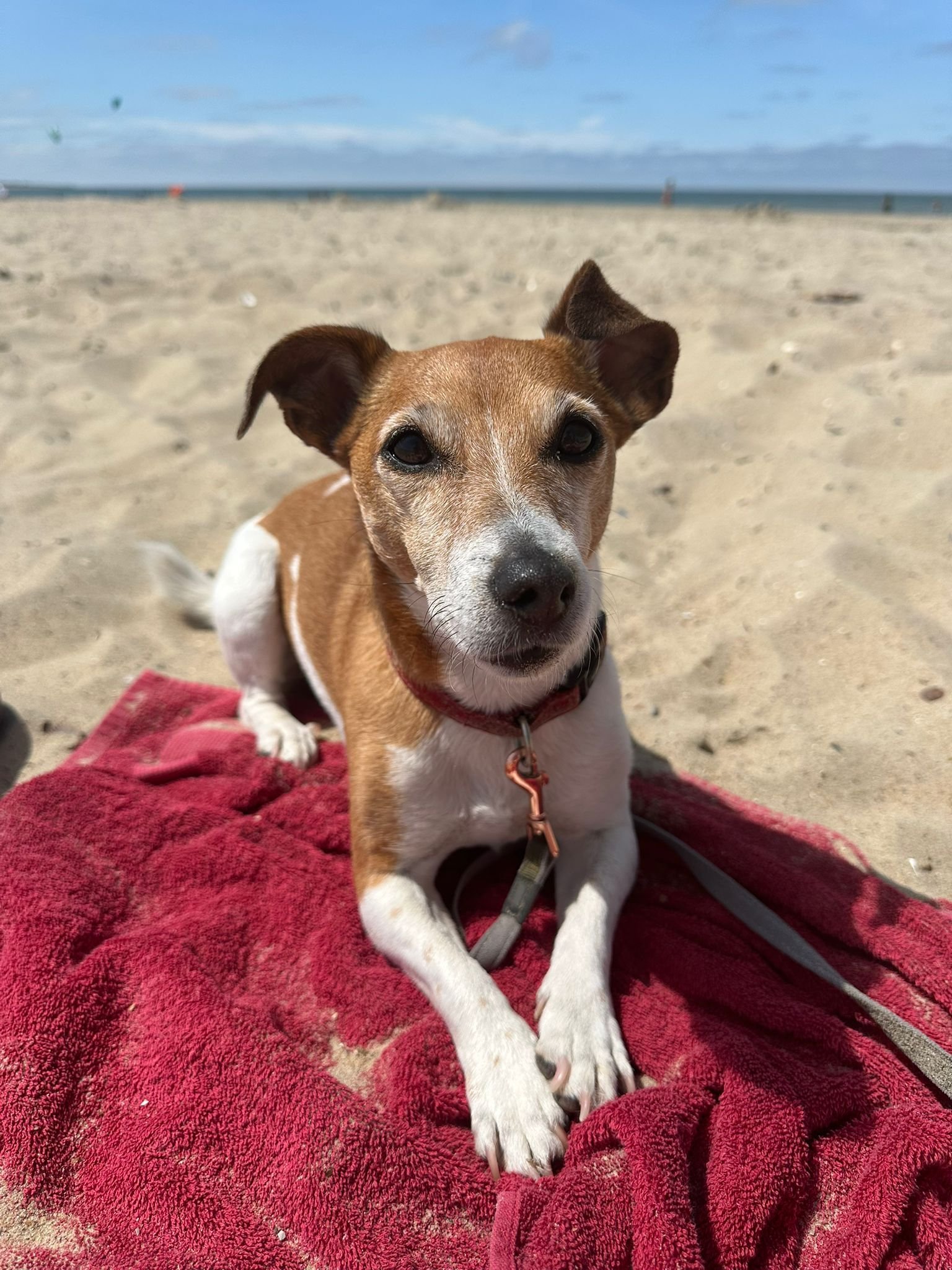 Annefleur, pet sitter in Voorburg, photo 3