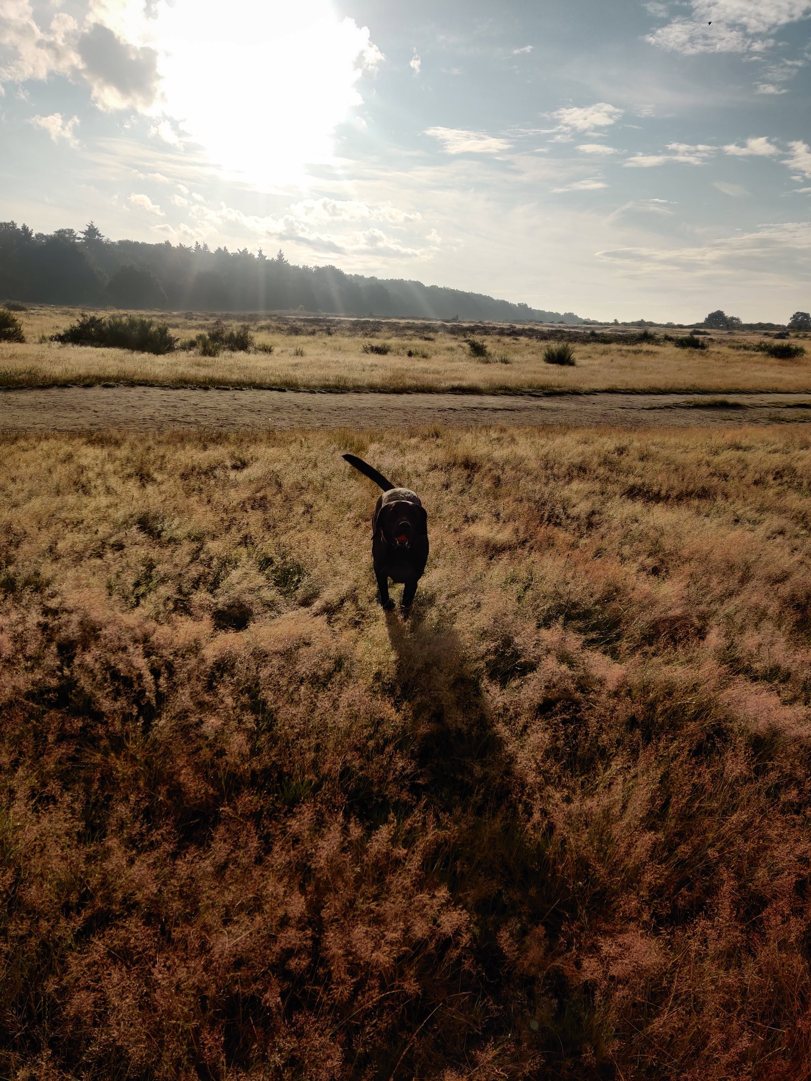 Pamela, pet sitter in Hilversum, photo 4