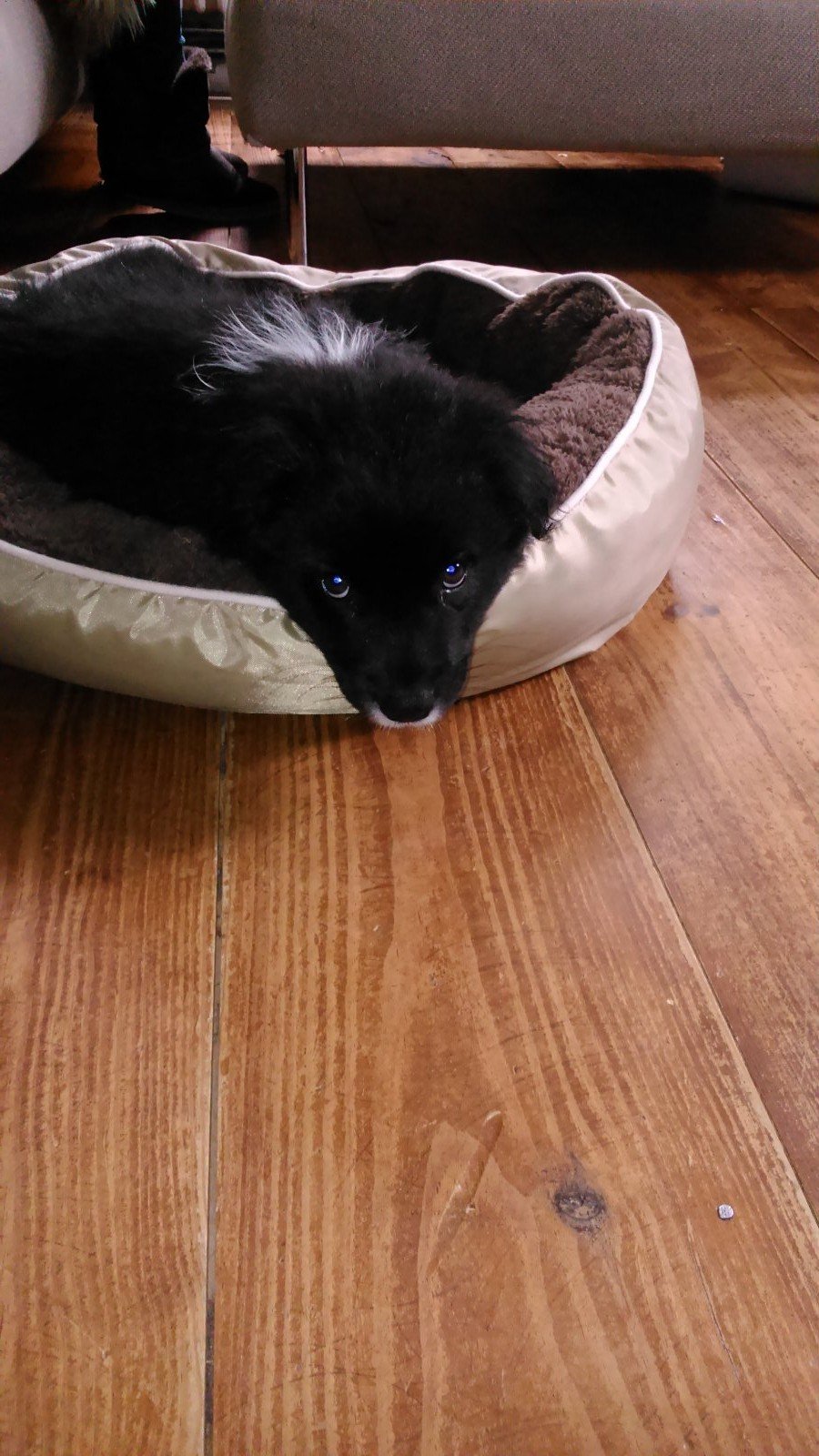 Thomas, pet sitter in Amsterdam, photo 3