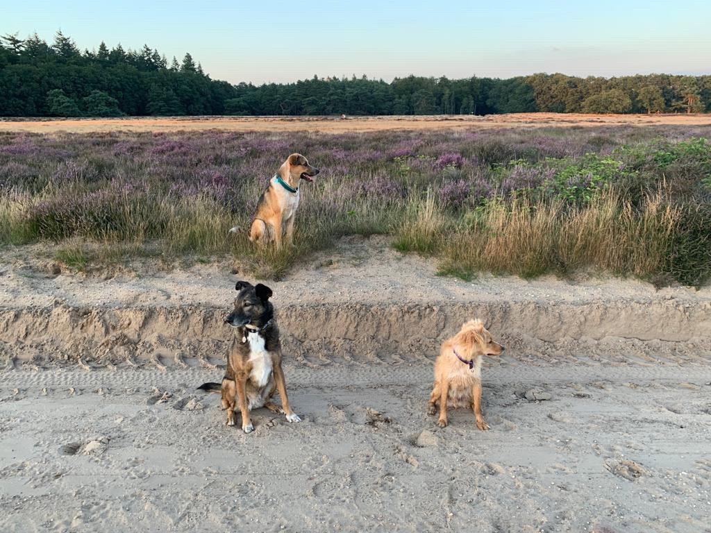 Jennyta, dierenoppas in Ede, foto 1