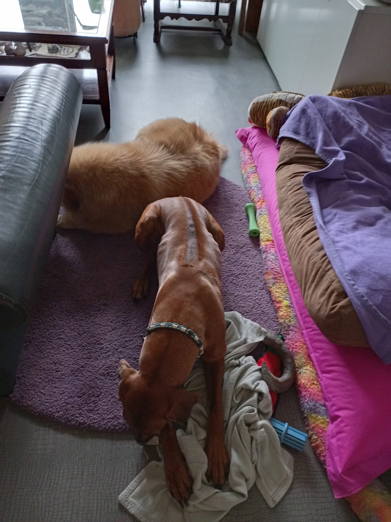 Sabine, pet sitter in Haarlem, photo 5
