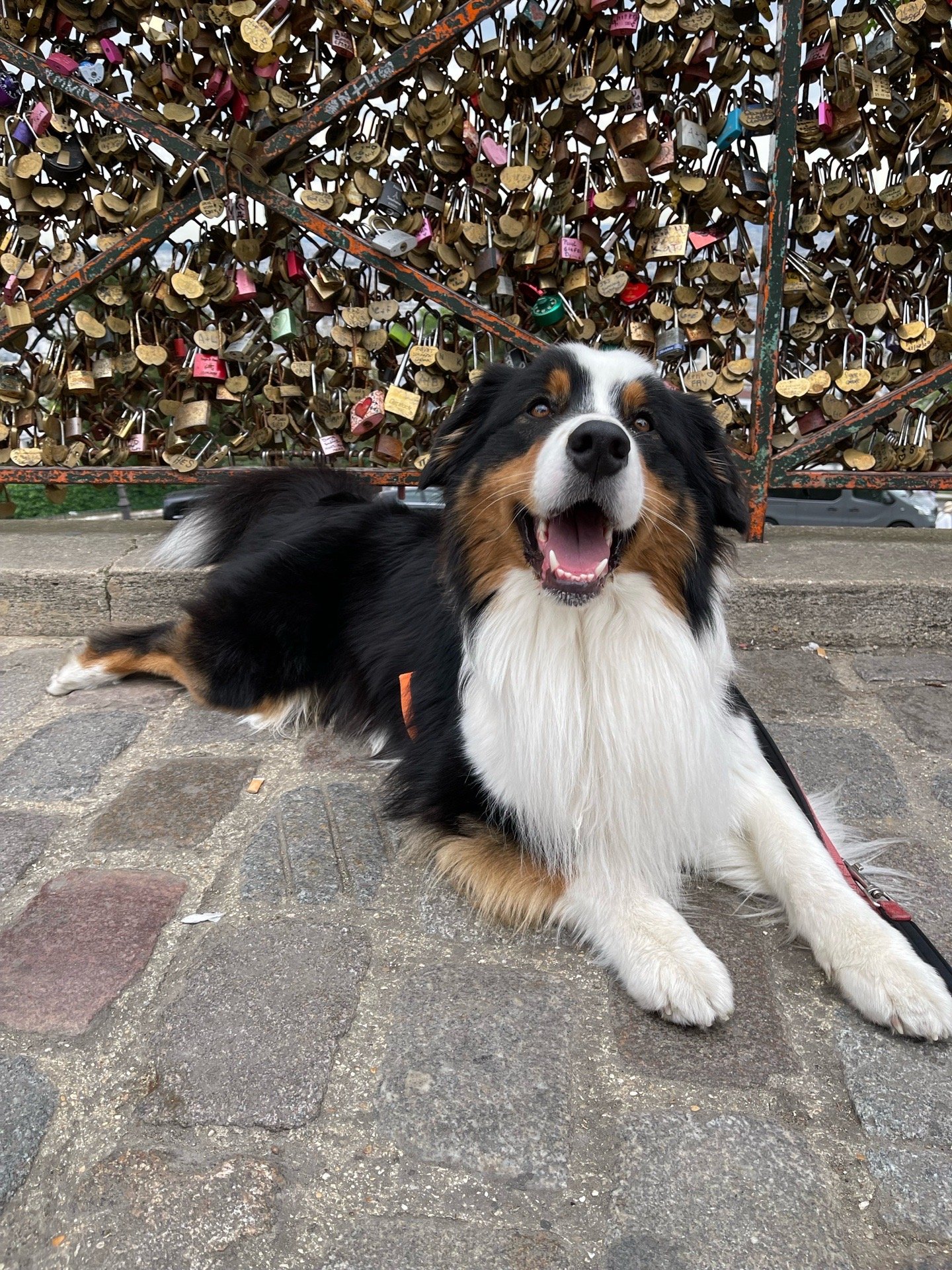 Ecem, pet sitter in Diemen, photo 5