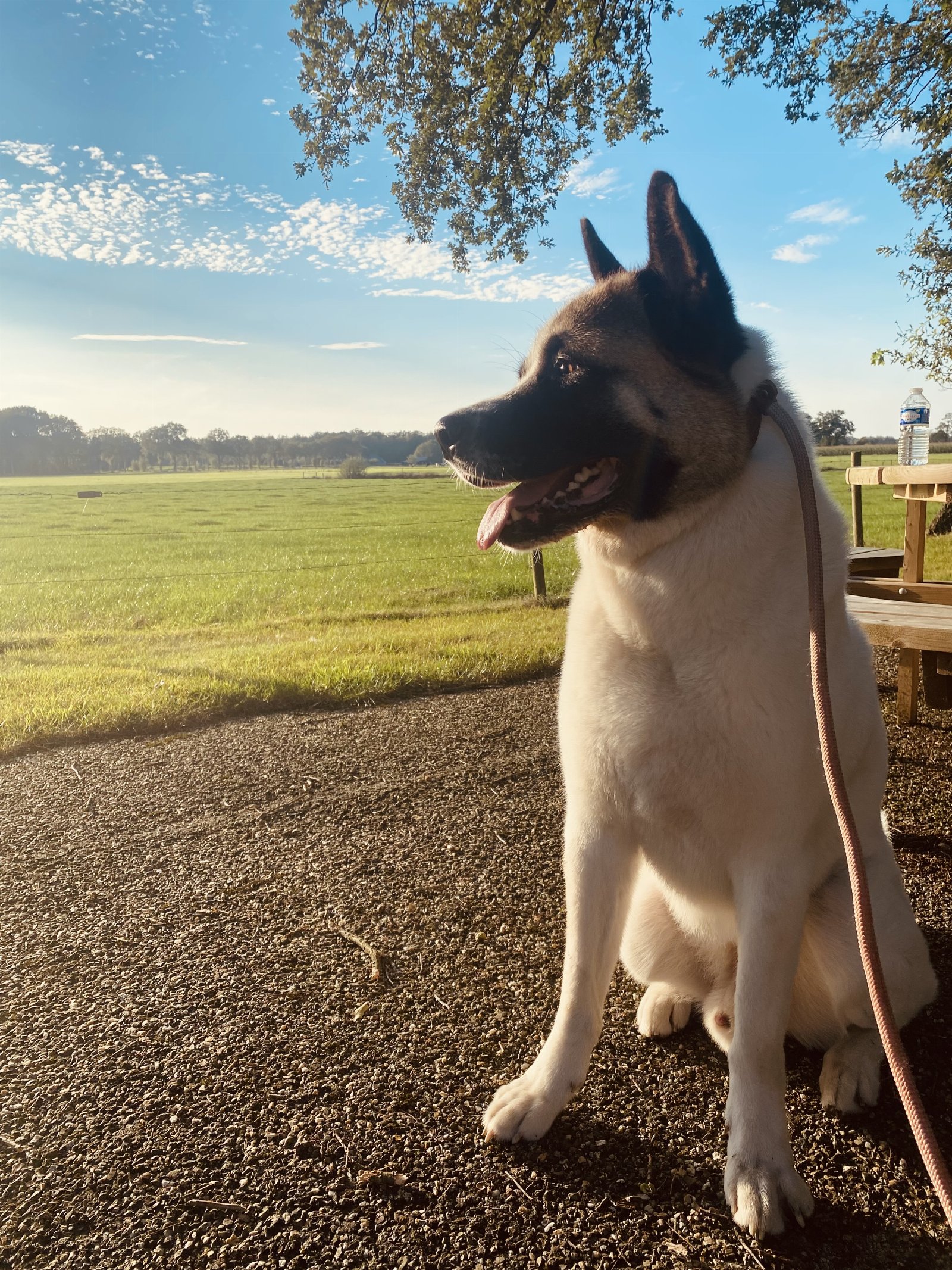 Demilya, pet sitter in Silvolde, photo 3