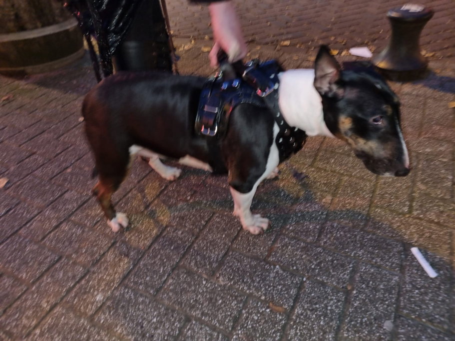 Khannea, pet sitter in Amsterdam, photo 1