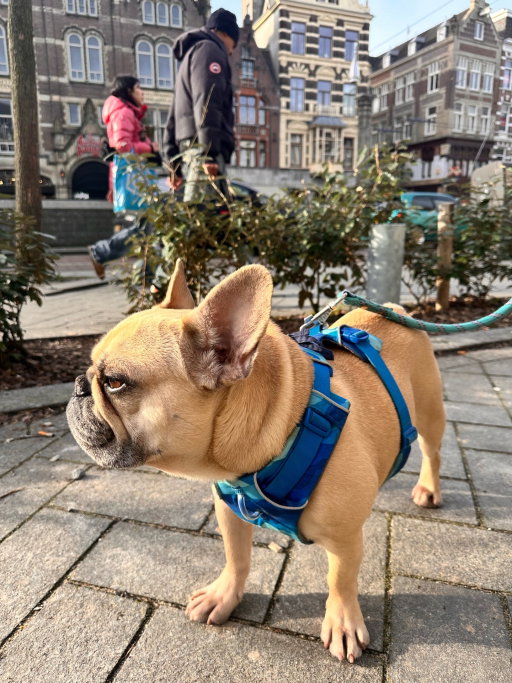Olga, dierenoppas in Amsterdam, foto 5