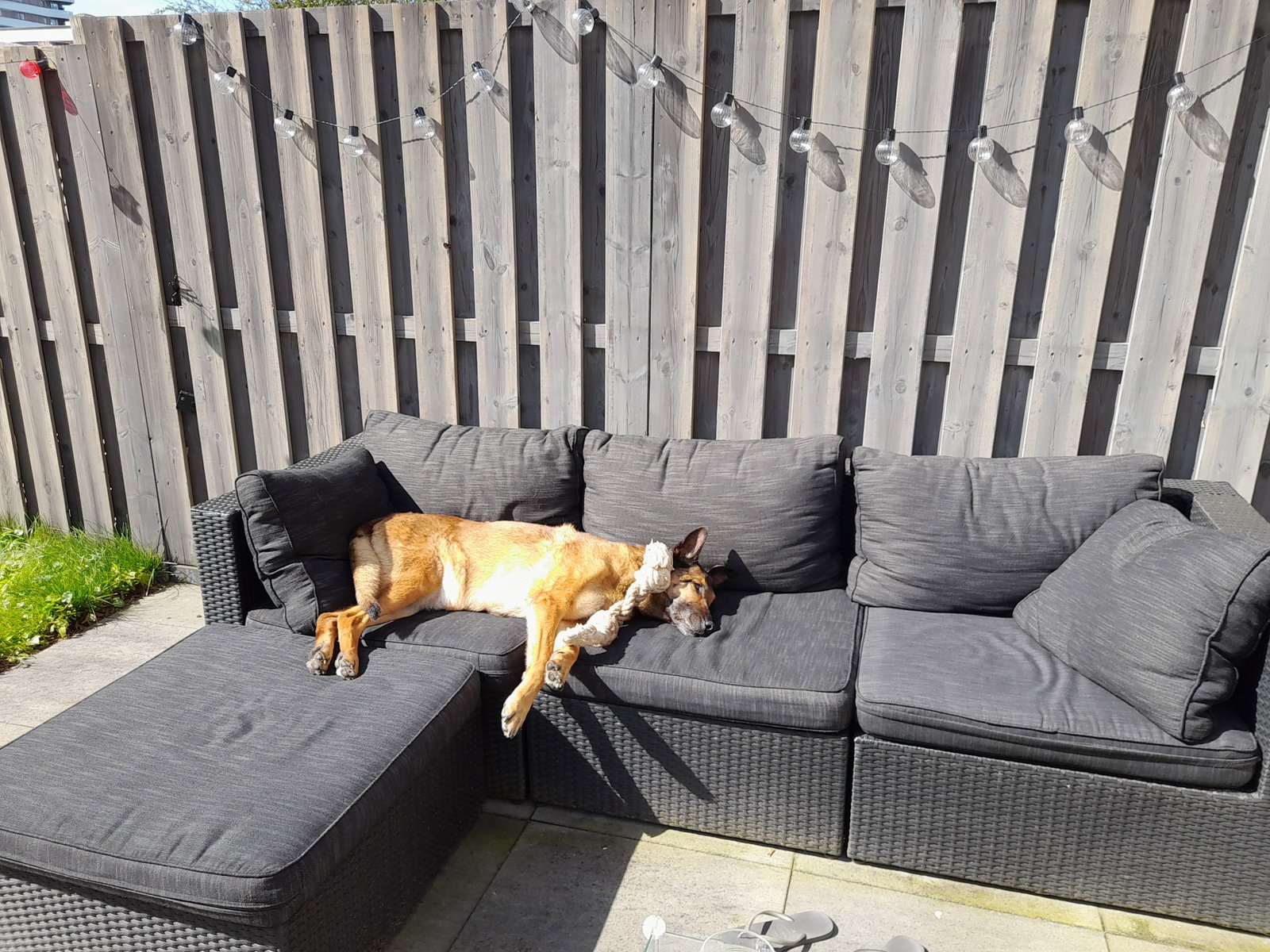 Leslie, pet sitter in Nijmegen, photo 2