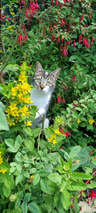 Jiska, pet sitter in Mijdrecht, photo 2