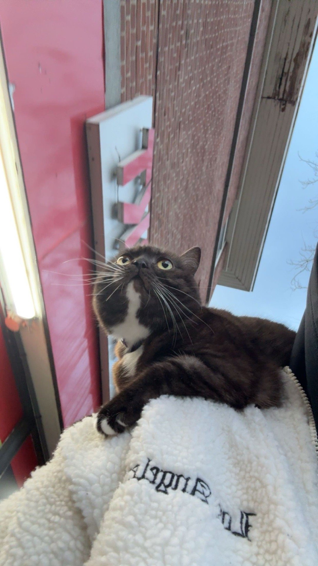 Adam, pet sitter in Den Haag, photo 2
