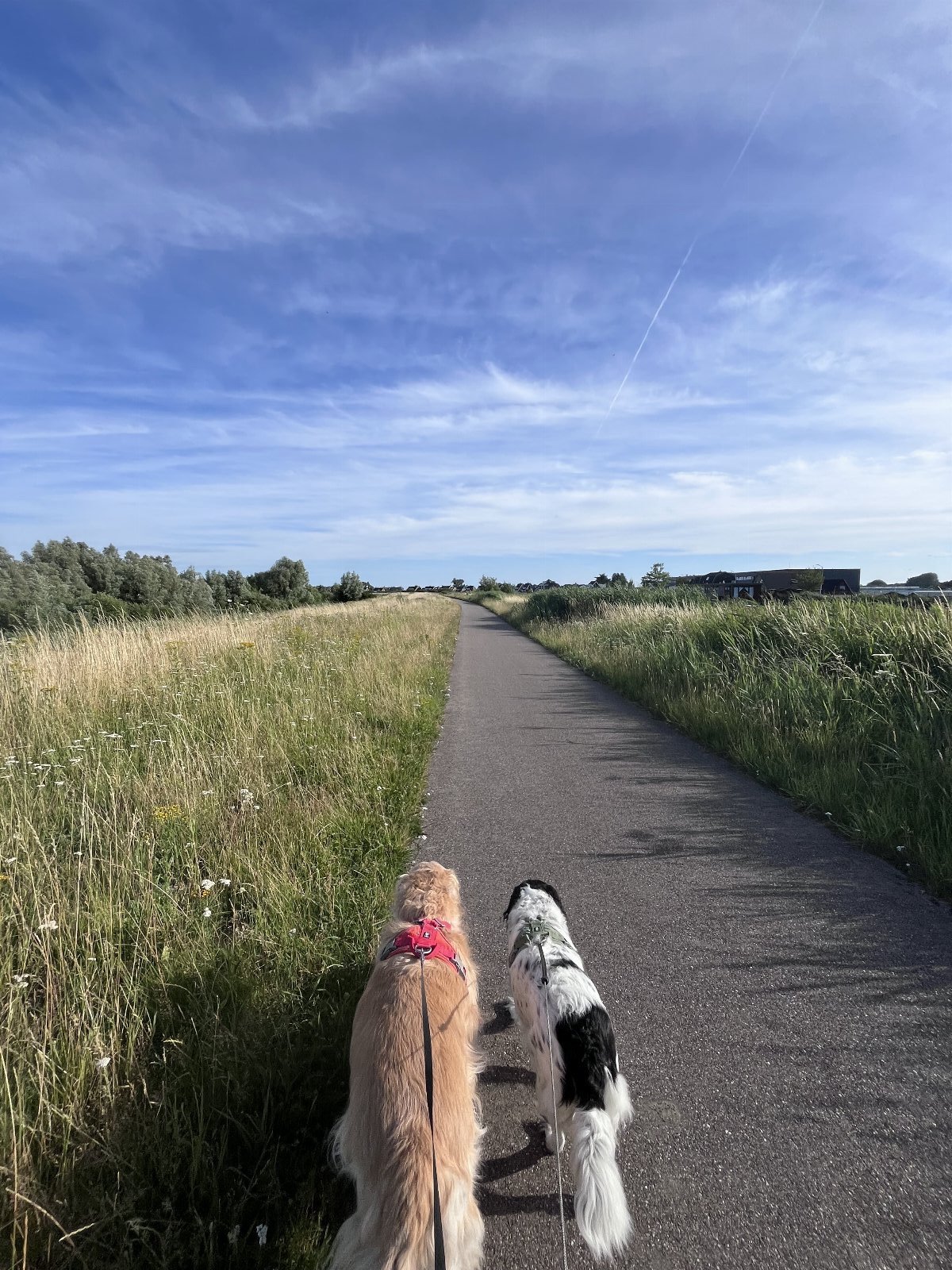 Henry, pet sitter in Amsterdam, photo 3