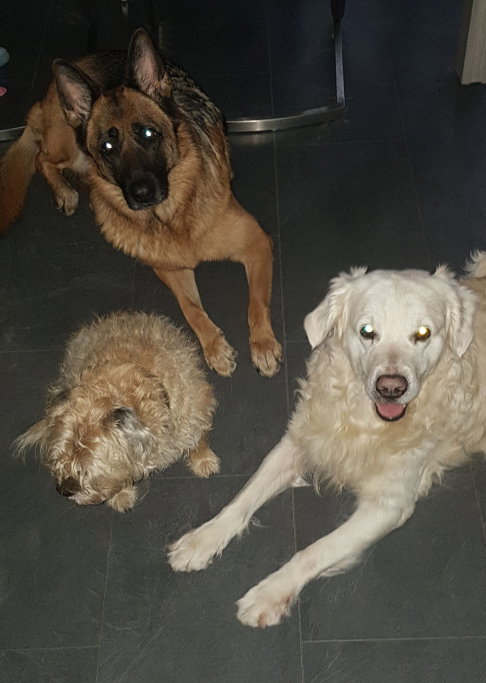Nathalie, pet sitter in Heerlen, photo 5