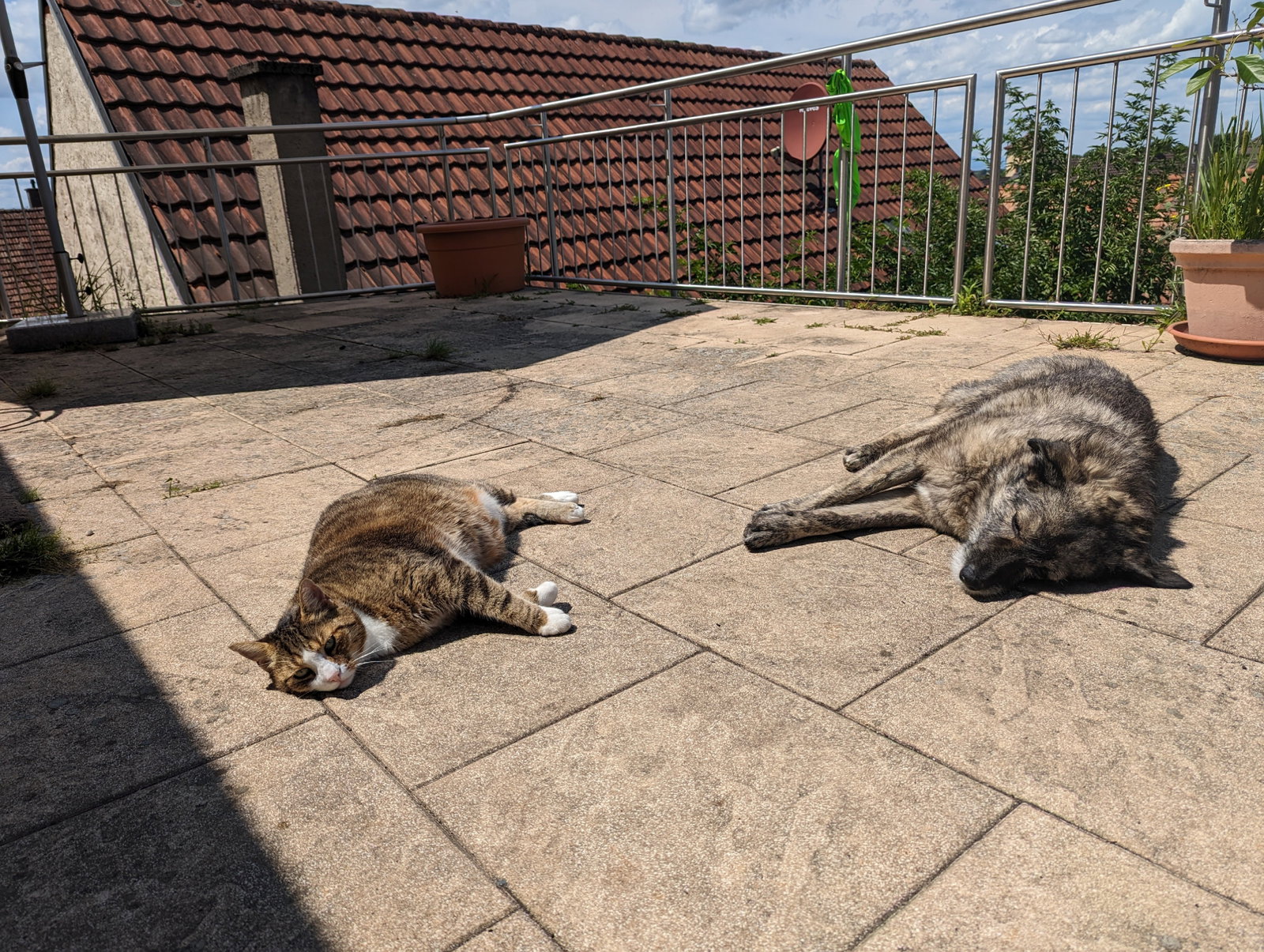 Jana, pet sitter in Bonndorf im Schwarzwald, photo 5