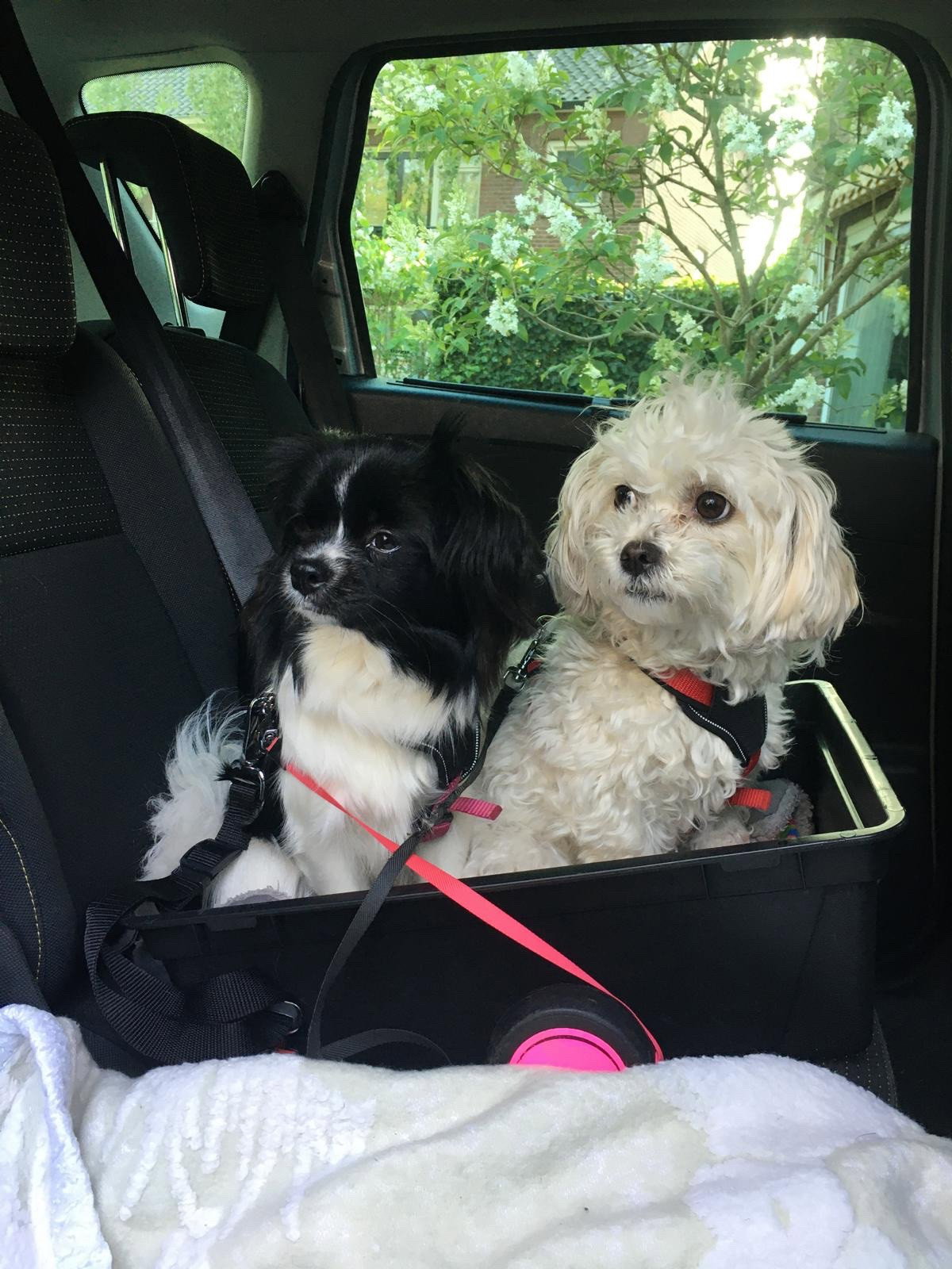 Bianca, pet sitter in oisterwijk, photo 3