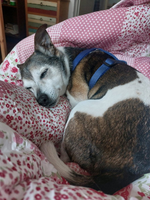 Wendy, pet sitter in Rotterdam, photo 3