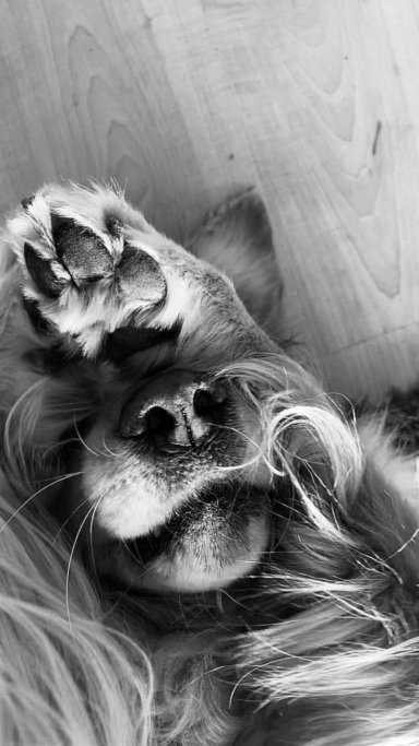 valeria, pet sitter in Amsterdam, photo 1