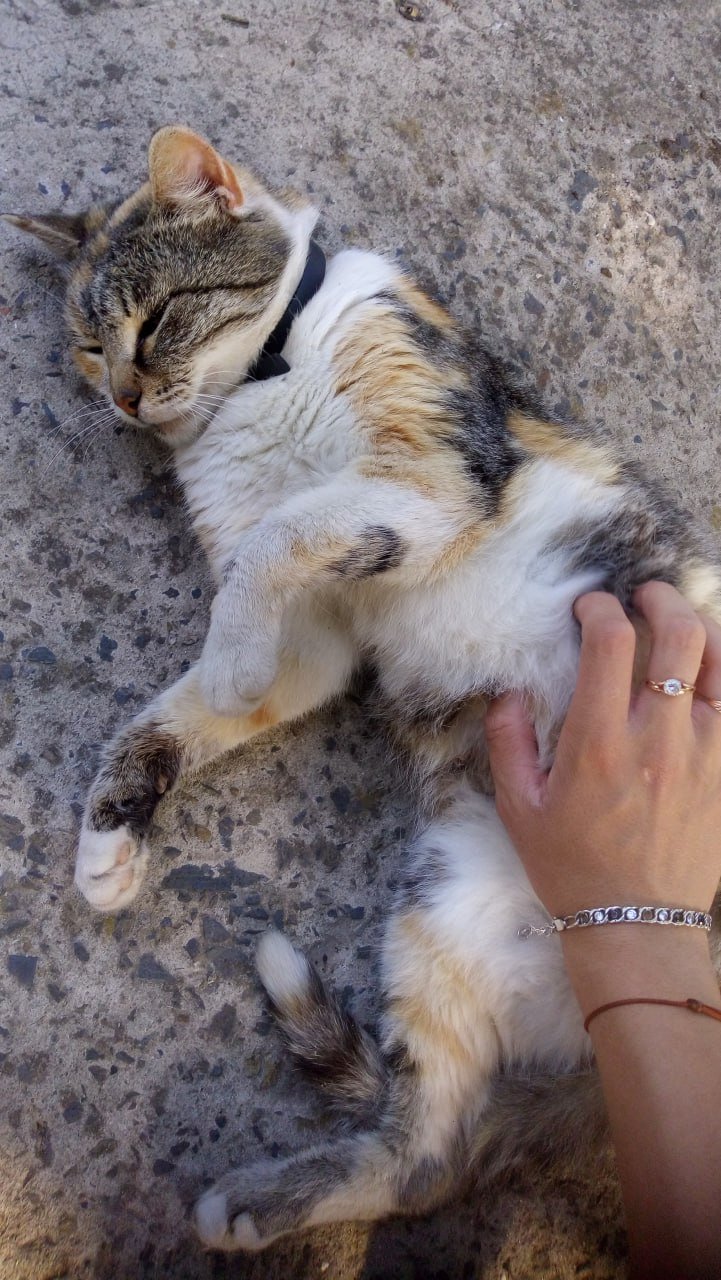 Kateryna, pet sitter in Frankfurt Am Main, photo 5