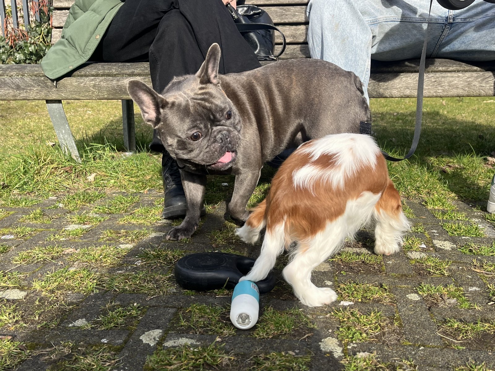 Maria Belen, pet sitter in Delft, photo 3