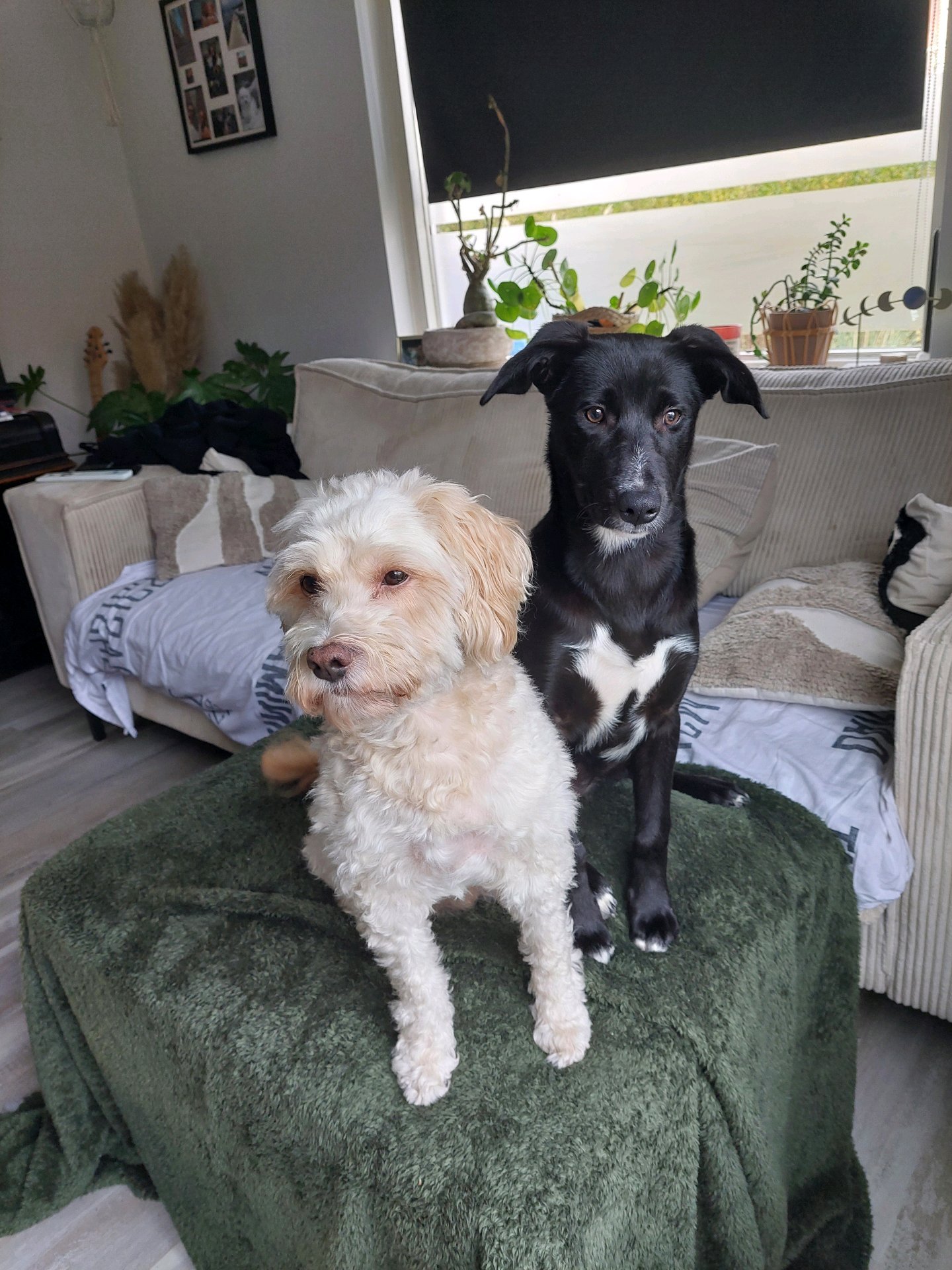 Nadia, pet sitter in Nijmegen, photo 1