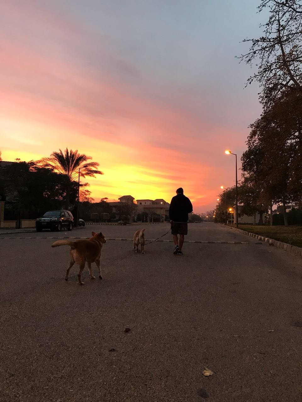 Basel, pet sitter in Rotterdam, photo 1