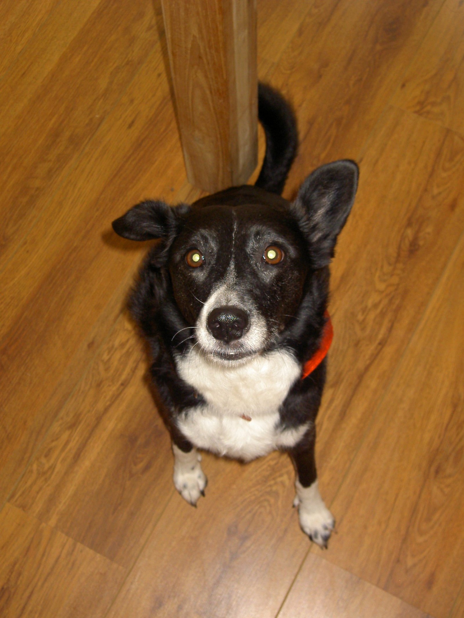 Alice, pet sitter in Vleuten, photo 3