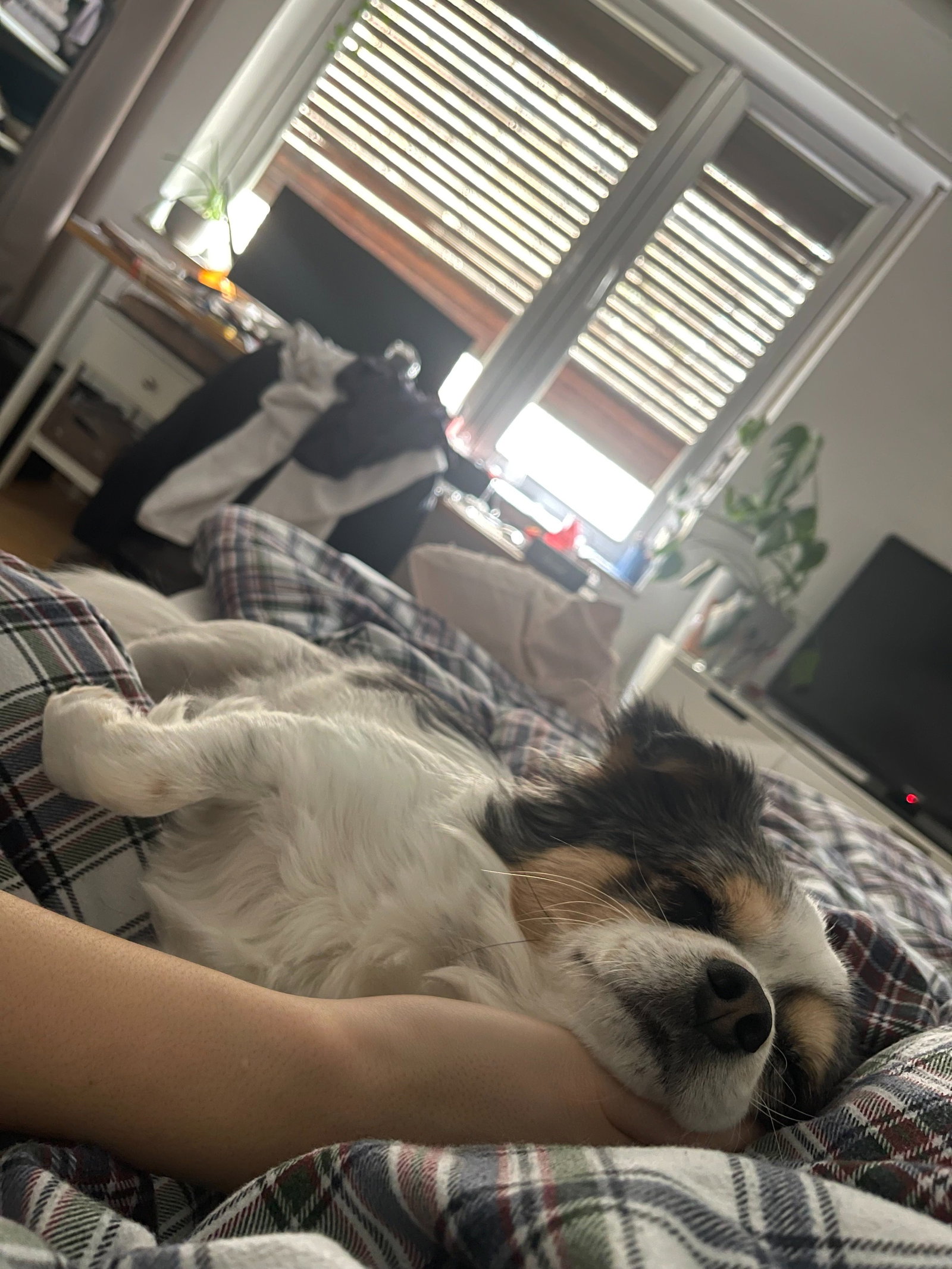 Nina, Tiersitter in Frankfurt am Main, Foto 5