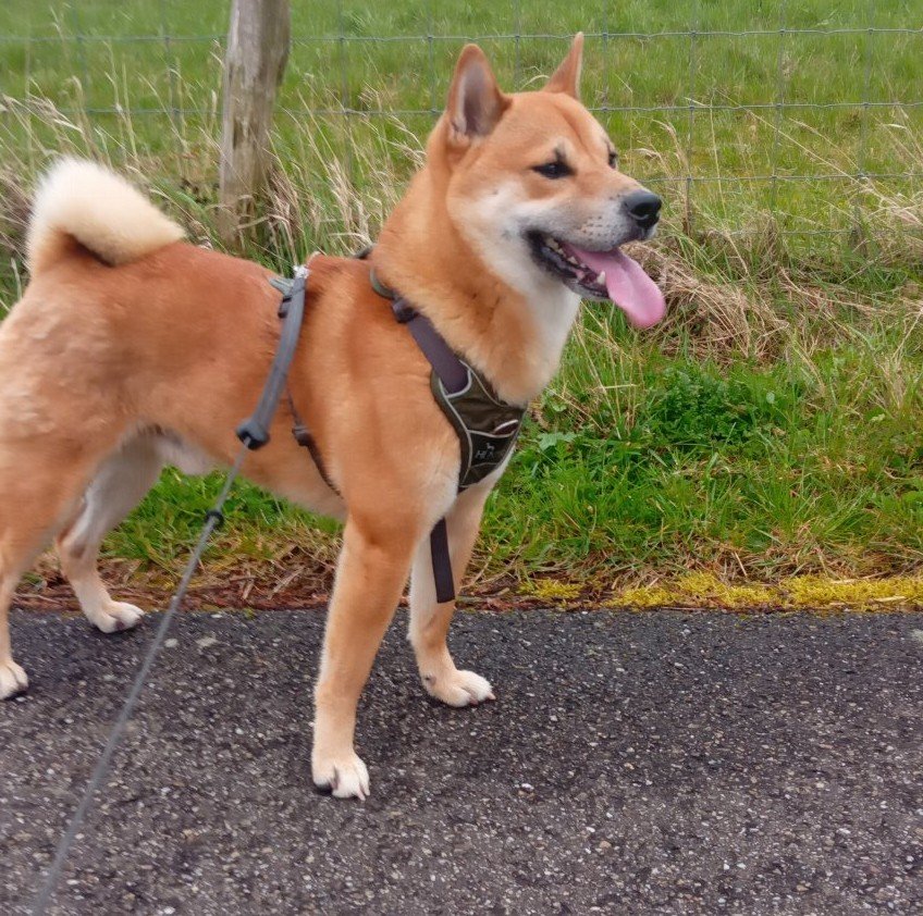 Laura, pet sitter in Dordrecht, photo 2