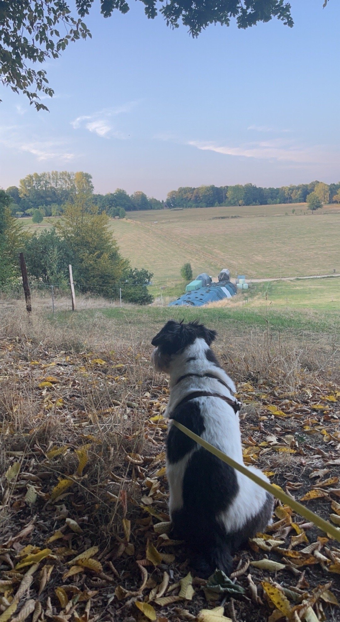 Marie, pet sitter in Nijmegen, photo 1