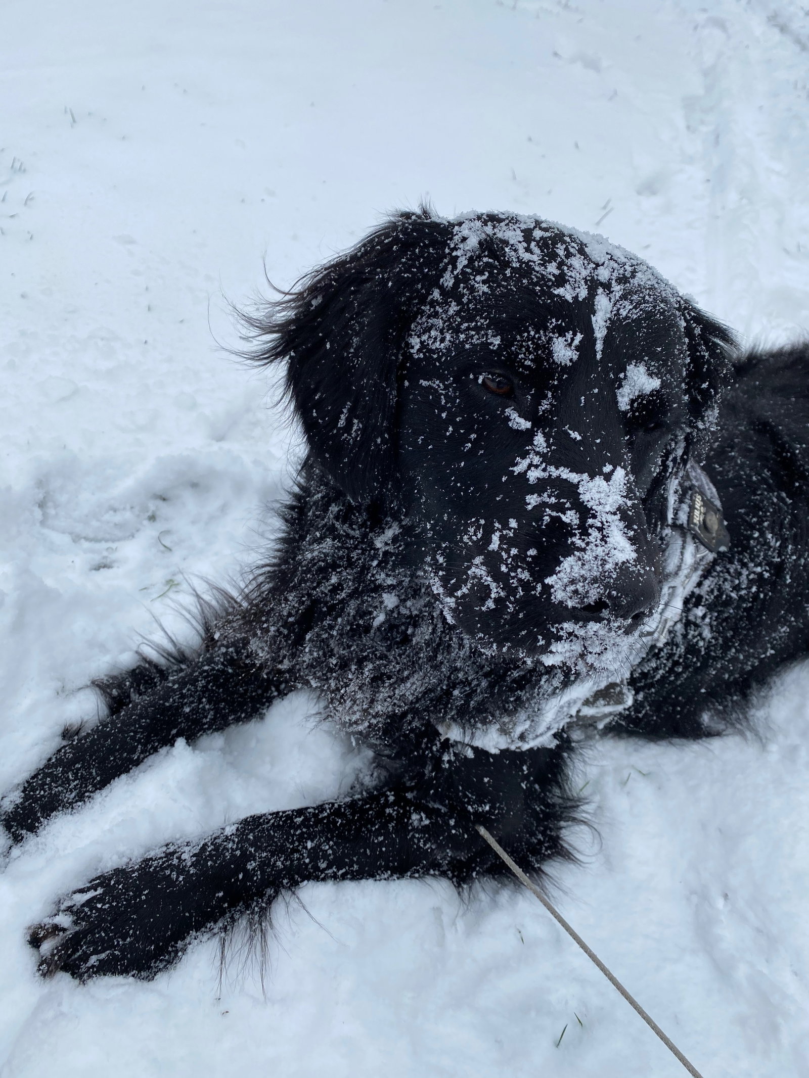 Jessica, pet sitter in Grootegast, photo 1