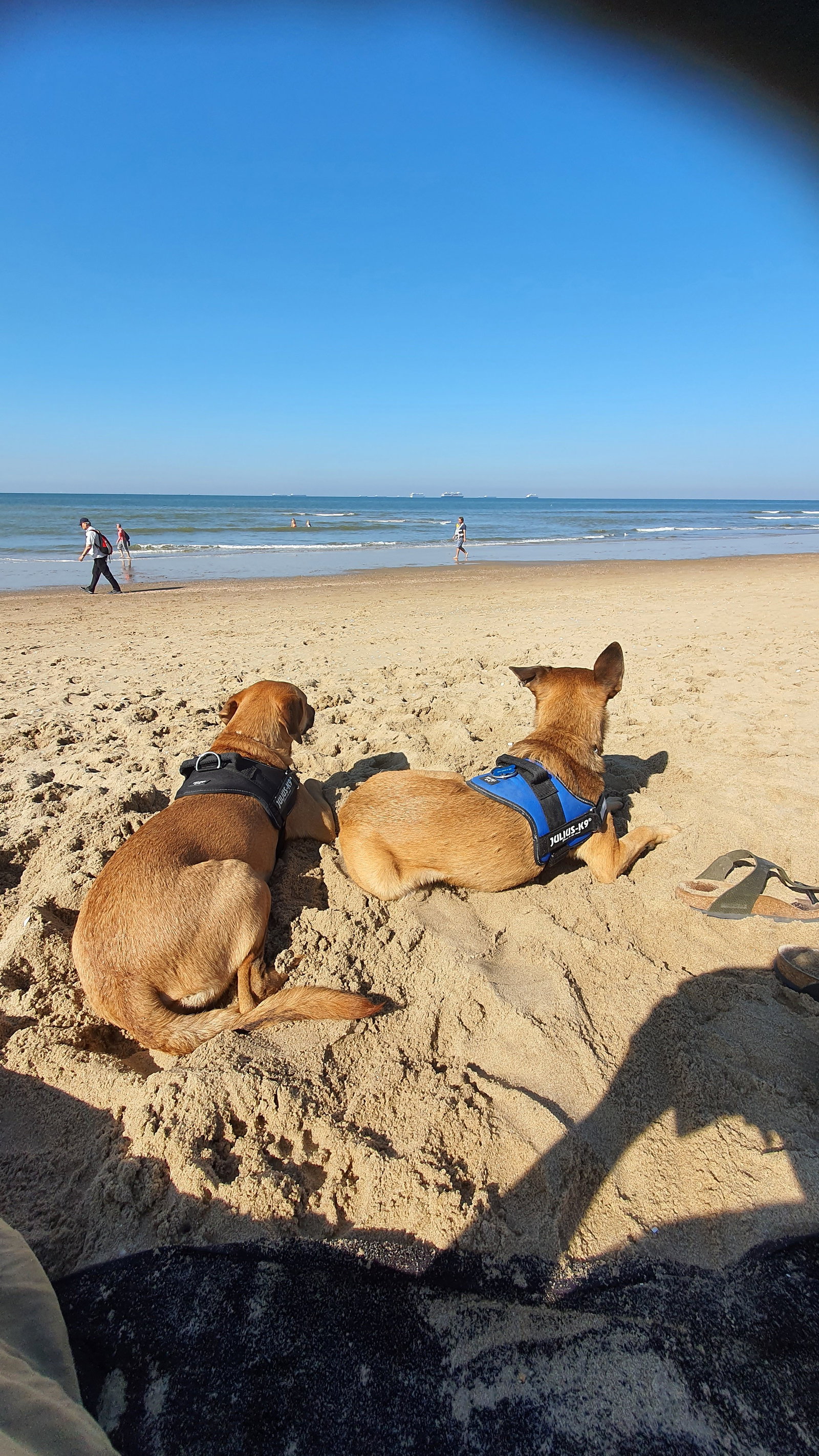Filine, pet sitter in Voorburg, photo 5