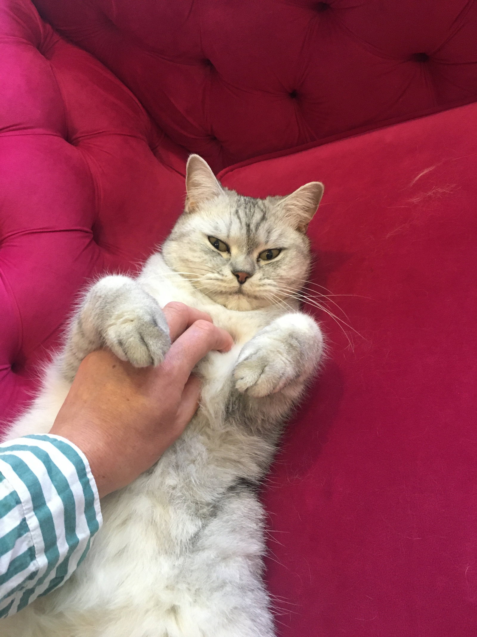 Katja, dierenoppas in Antwerpen, foto 4