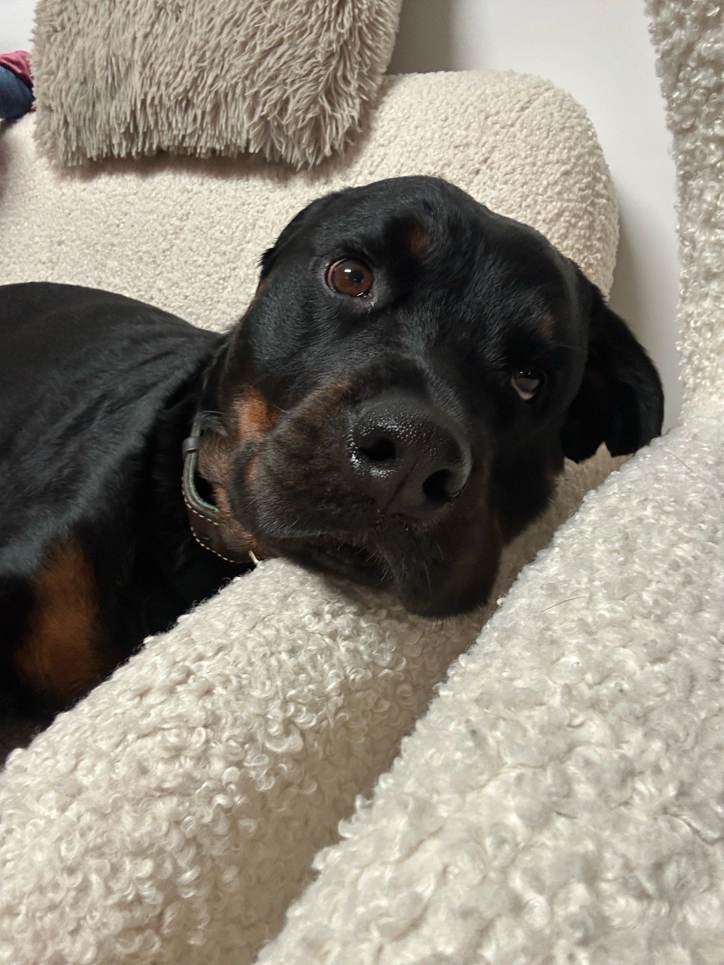 Ronin, pet sitter in Amsterdam, photo 3
