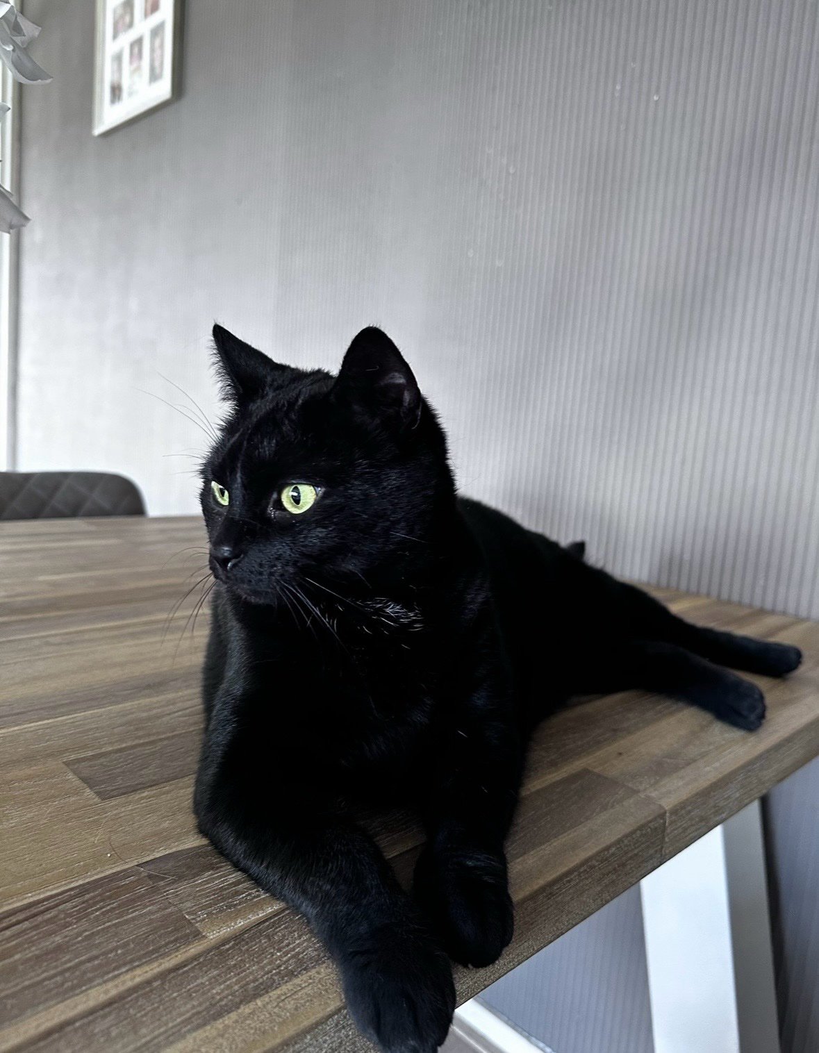 Caro, pet sitter in kerkrade, photo 3