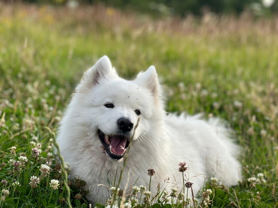 Lisa, pet sitter in Hellevoetsluis, photo 4