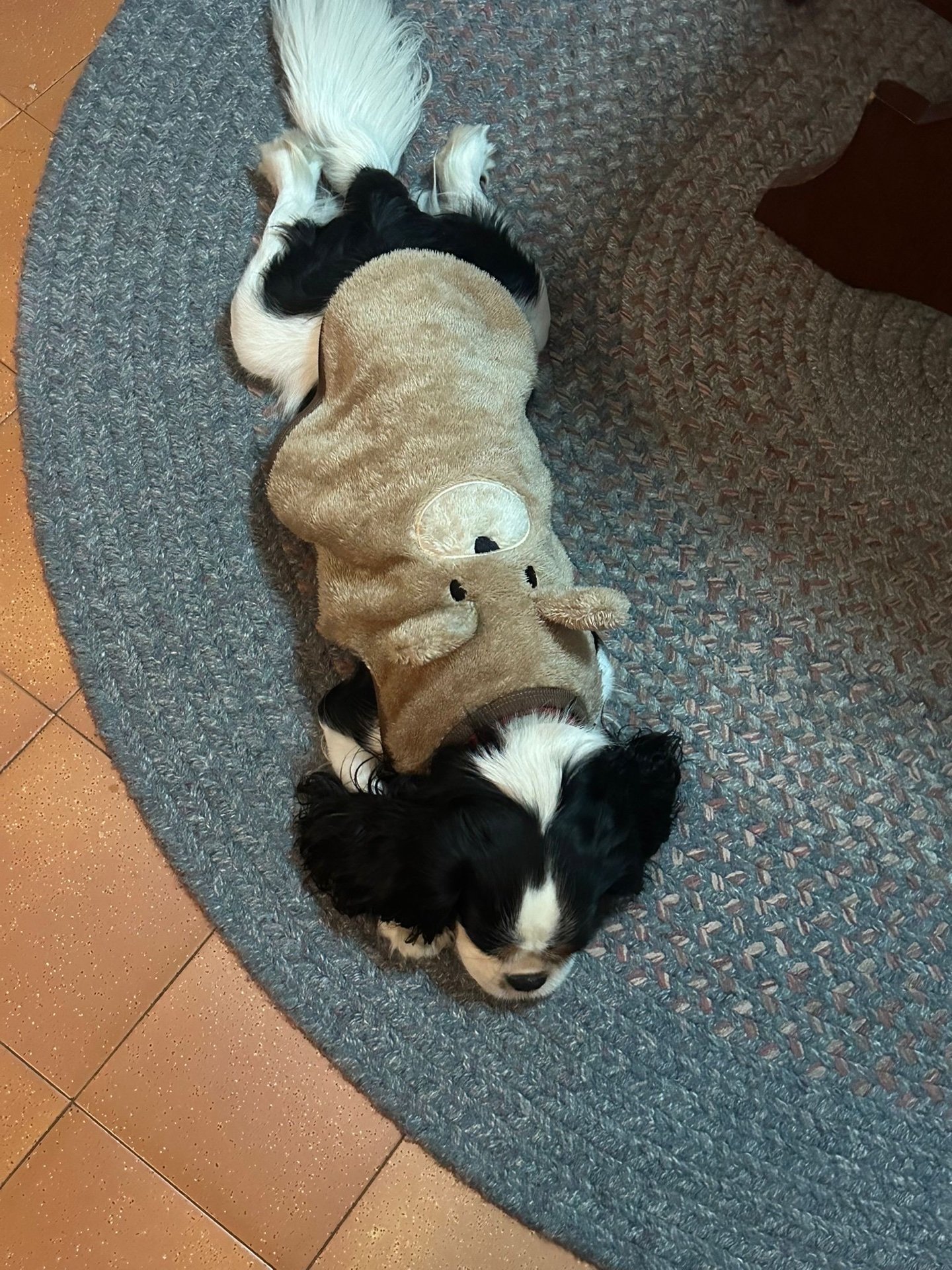 Maria Leonor, pet sitter in Eindhoven, photo 4