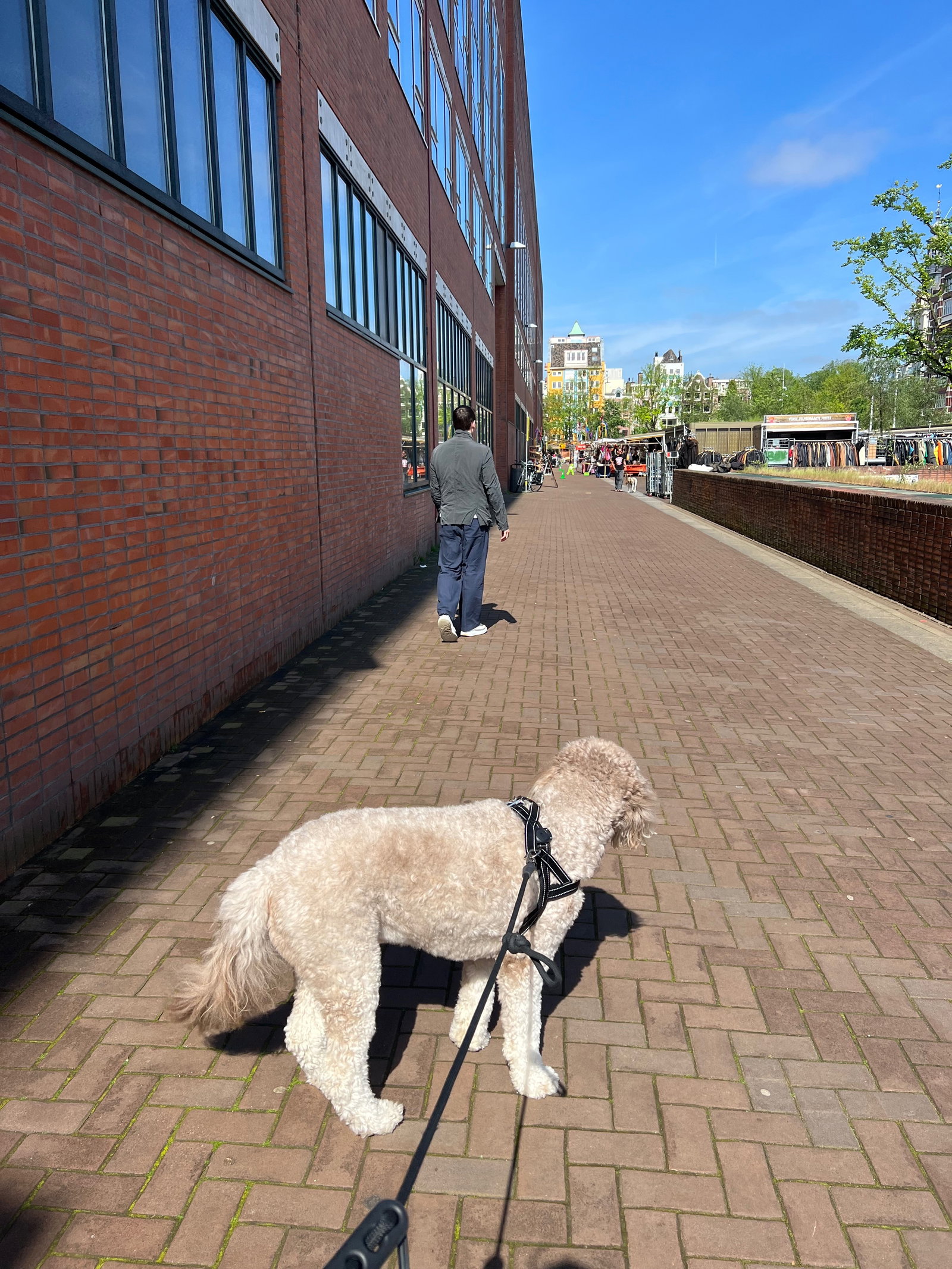 Jošt, pet sitter in Amsterdam, photo 1