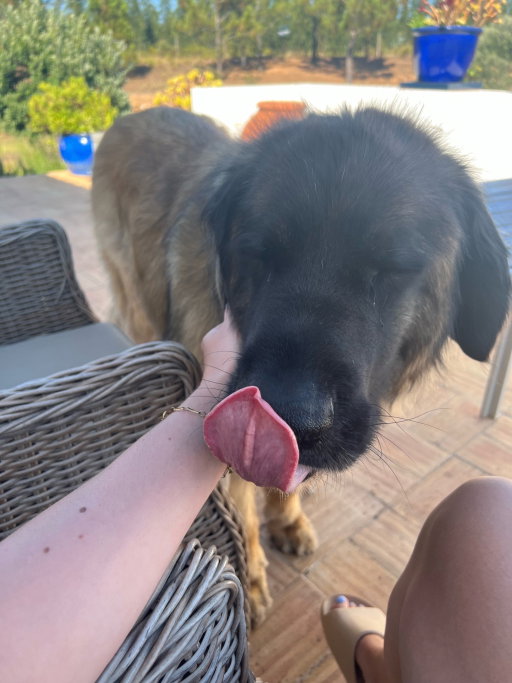 Sofie, pet sitter in Nijmegen, photo 2