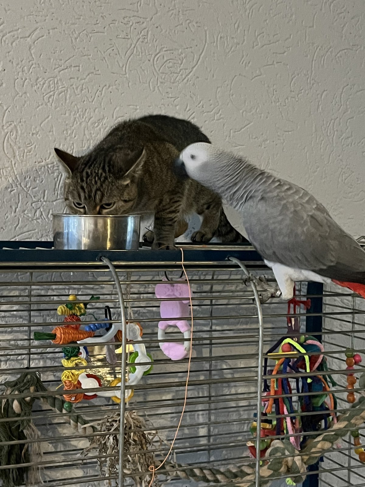 Sabrina, pet sitter in Ouderkerk aan den IJssel, photo 3