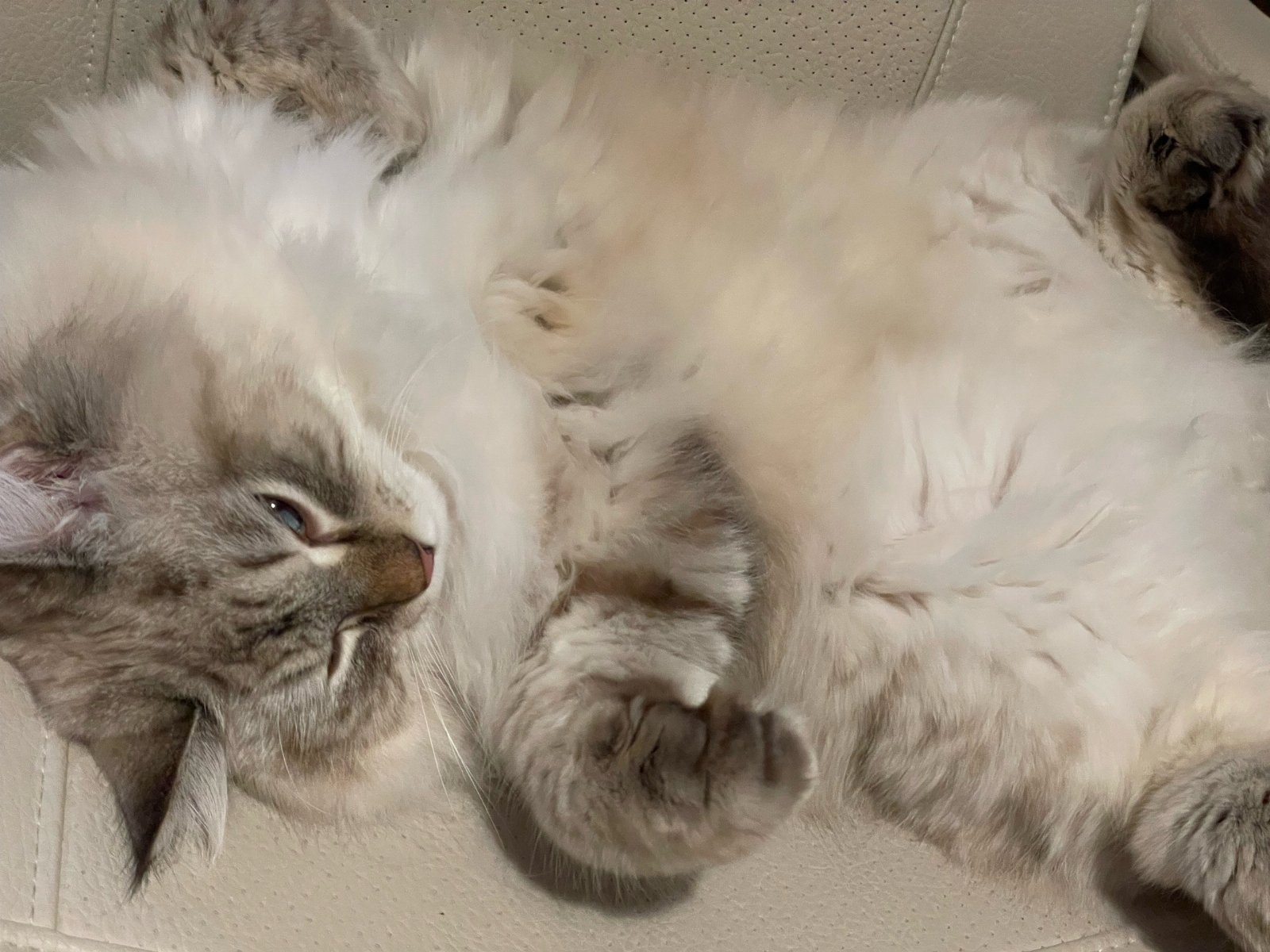 Junni, pet sitter in Diemen, photo 4