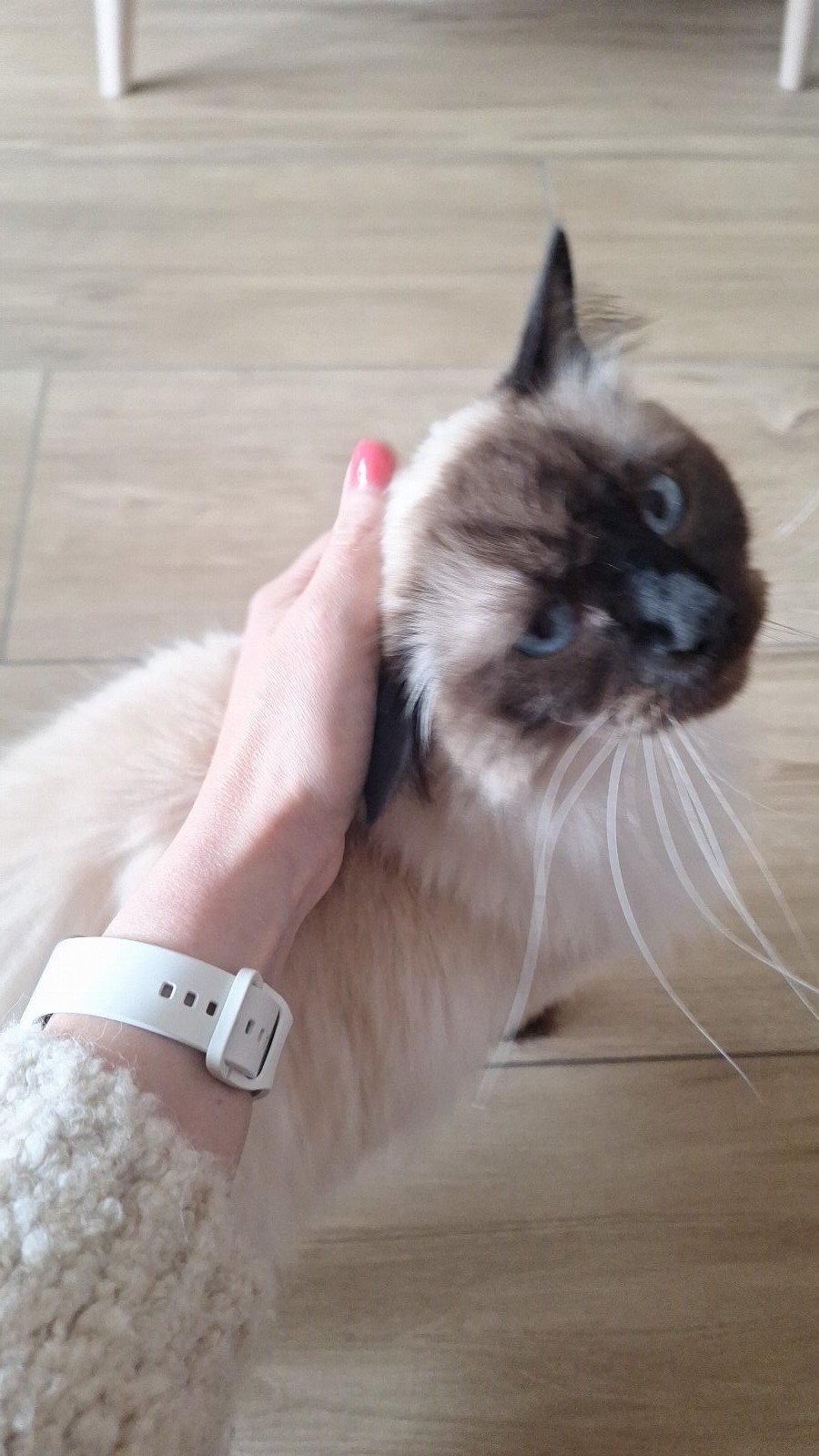 Michelle, pet sitter in Leidschendam, photo 3
