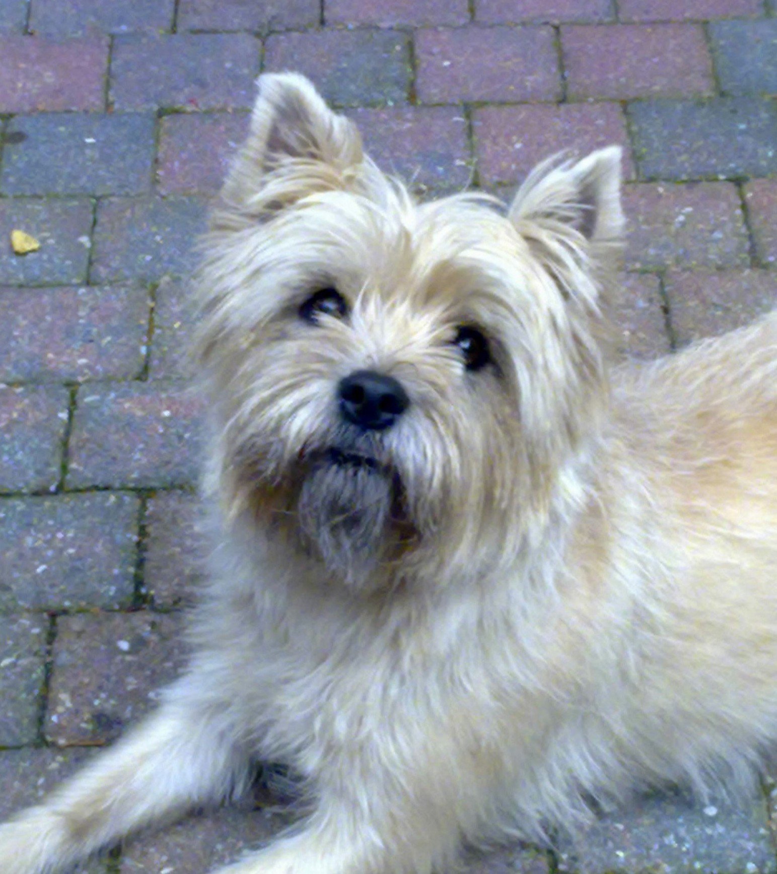 Maxime, dierenoppas in Haarlem, foto 1