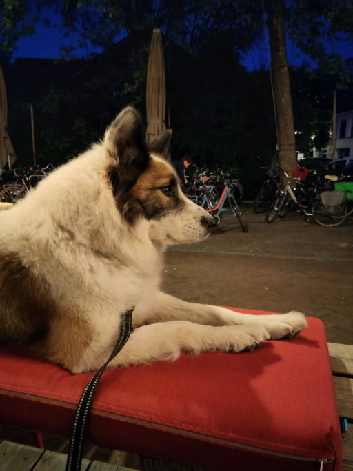 Elske, dierenoppas in Renkum, foto 4